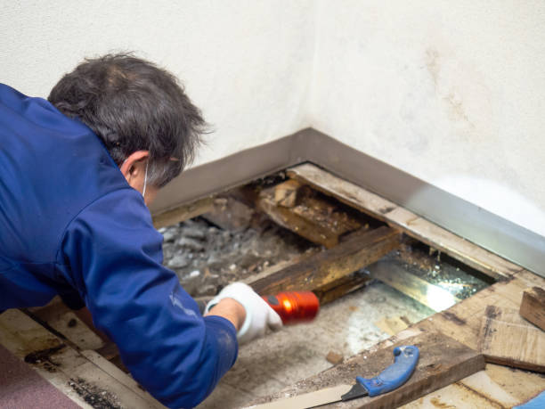 Best Black Mold Removal  in Lake Zurich, IL