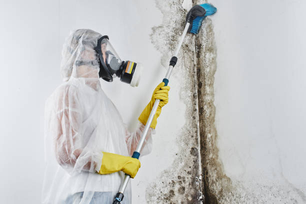 Best Home Mold Removal  in Lake Zurich, IL