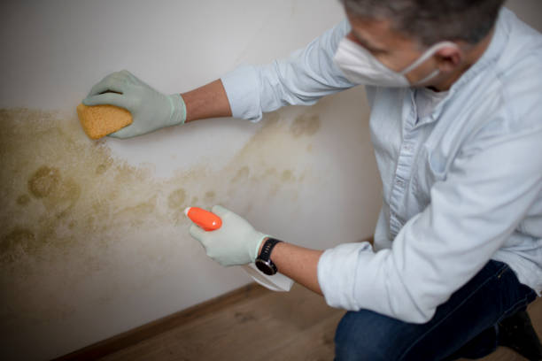 Best Emergency Mold Removal  in Lake Zurich, IL