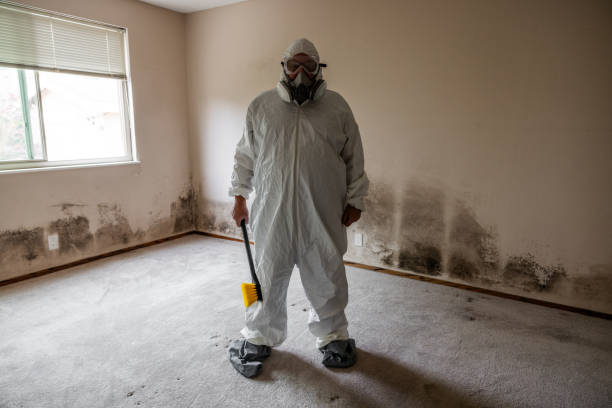Best Local Mold Removal Service  in Lake Zurich, IL