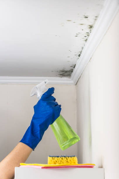 Best Attic Mold Removal  in Lake Zurich, IL